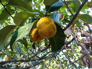 Artocarpus hirsutus, commonly known as wild jack, is a tropical evergreen tree species that is native to India, primarily in Kerala
