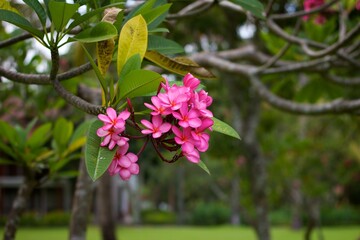 Close up background photo of a pink beautiful frangipani flowers on the tree