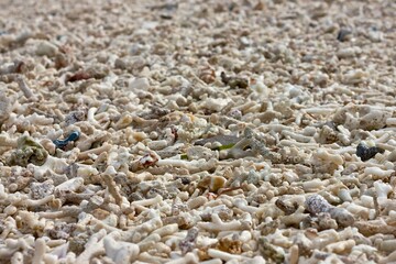 Natural background of a white dead coral sand beach in Indonesia