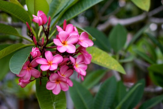 Close up background photo of a pink beautiful frangipani flowers on the tree