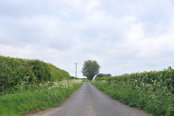 Fototapeta na wymiar A Peaceful Stroll Down a Blossoming Country Road