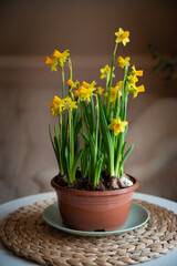 Bouquets of spring fresh flowers