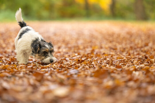 Cut tricolor small one year young Jack Russell Terrier dog is following a trail outdoors in autumn