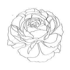illustration of rose