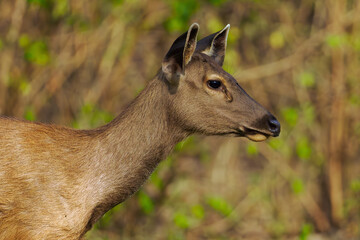 The sambar (Rusa unicolor), head portrait of a female with a colorful background.