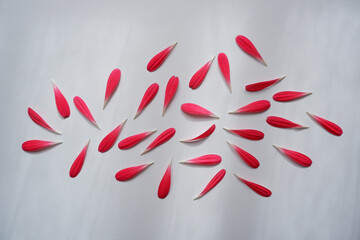Beautiful pink poppy flower petals composition on white background. Floral background.
