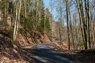 Autumm the bright colors in the forest