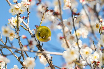 白い梅の花とメジロ