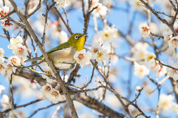 白い梅の花とメジロ