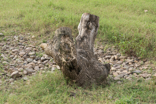 a tree stump in the grass