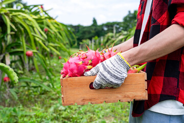 a man hands holding harvested dragon fruits in wooden crate in farm,a male gardener working in farm,concept of dragon fruits agriculture,harvesting season,tropical economic crop,business,industry