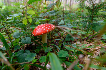 mushrooms in the woods of Austria