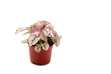 Polka dot plants (Hypoestes phyllostachya) in brown plastic pot. - 737074162
