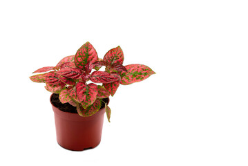 Hypoestes phyllostachya - Red Polka Dot plant. - 737074329