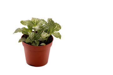House plant Fittonia in flower pot isolated on white background. - 737074509