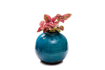 Hypoestes phyllostachya - Red Polka Dot plant in the blue ceramic jug - 737074516