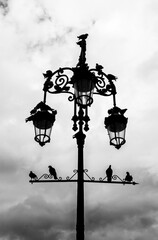 Fototapeta na wymiar Pigeons resting on wrought iron streetlight in Sanlucar de Barrameda, Cadiz