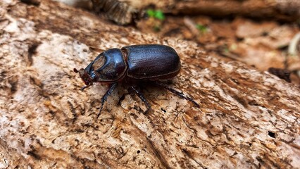 state potato beetle
