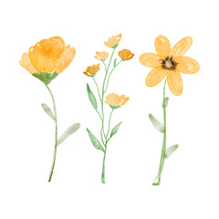Yellow watercolor flowers isolated on white background