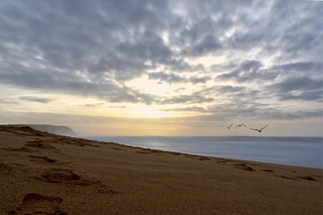 Seagulls flying over the beach