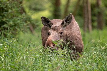 young moose