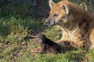 spotted hyena cub with his mom