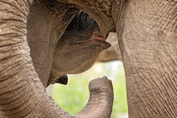 baby elephant drinking with his mom in South Africa
