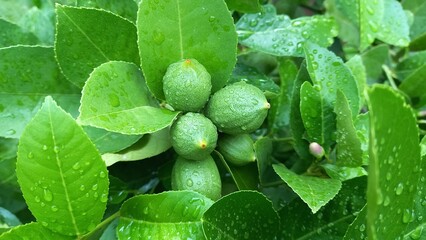 Lemon tree with dew in the morning