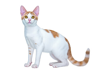 Cornish Rex cat isolated on white background