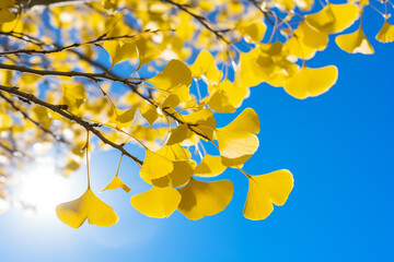 Close-up of ginkgo with dazzling blue sky and glimmering sun. 