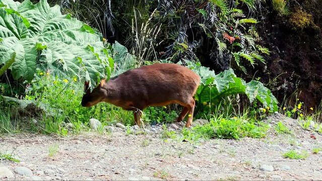 Adorable Southern Pudu grazing in forested area from Tepuhueico Park, Chile