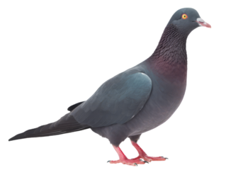 Pigeon isolated on white background