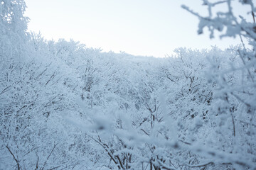 대한민국 한국의 눈덮인 나무가 가득한 숲의 상고대와 눈꽃이 만연한 겨울 설산의 풍경