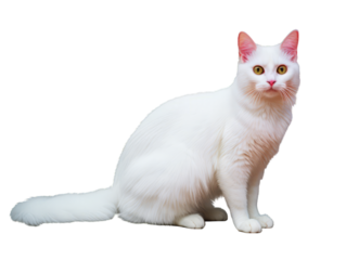 Turkish Van cat isolated on white background