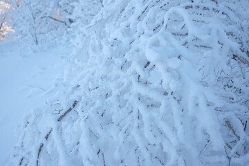 대한민국 한국의 눈덮인 나무가 가득한 숲의 상고대와 눈꽃이 만연한 겨울 설산의 풍경