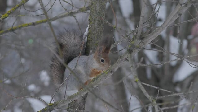 Beautiful gray squirrel eats hazelnut on tree in winter. Portrait of cute squirrel in cold winter wildlife nature. Close up.