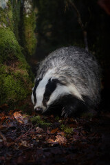 badger