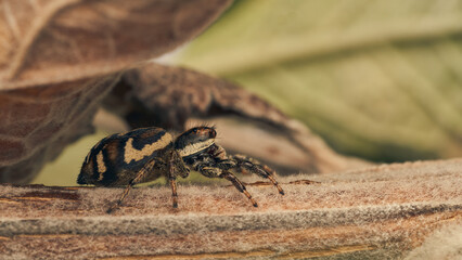 A brown jumping spider perching on a branch.