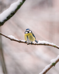 Obraz premium Eurasian blue tit perched on a snowy tree branch