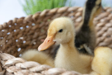 small yellow ducklings in wicker basket on sunny day, selective focus