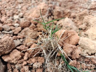 A Petite Green Plant Thriving Amidst Earthy Ground