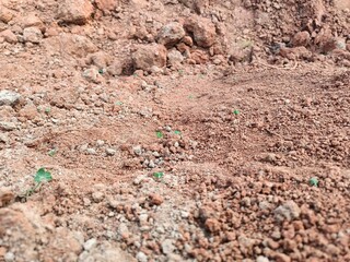 A Petite Green Plant Thriving Amidst Earthy Ground