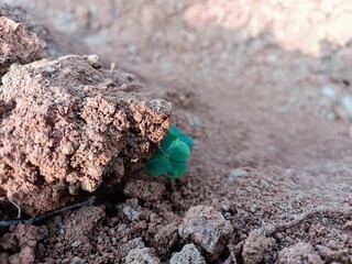 A Petite Green Plant Thriving Amidst Earthy Ground