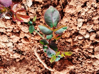 A Petite Green Plant Thriving Amidst Earthy Ground
