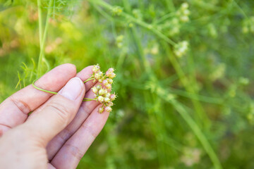 Organic Coriander seed in girl hand over blurred nature background, Thai herb farming, fresh Coriander seed