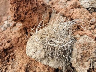 Stunning Images Showcasing the Beauty of Rich and Vibrant Soil