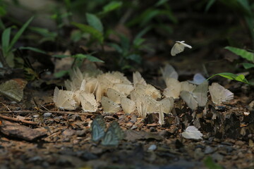 Many wild butterfly's on ground in Ban Krang campsites in Kaeng Krachan National Park Phetchaburi Province, Thailand 