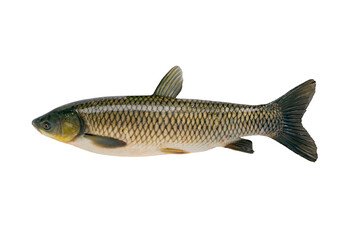 white grass carp isolated on a white background
