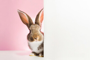 A Cute Easter Rabbit bunny peeking out from behind a white blank mockup,banner,looking at the camera. isolated on pastel pink background. Copy space, Happy Easter holiday concept.banner,advertisement.