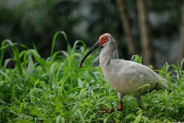 草むらを歩くトキ